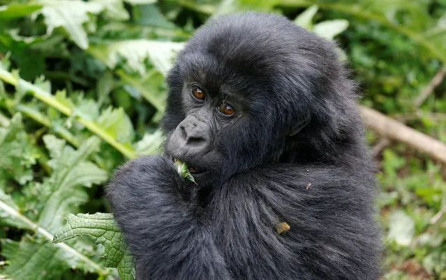 An endangered baby high mountain gorilla from the Sabyinyo family eats inside the forest within the Volcanoes National Park near Kinigi, in northwestern Rwanda on January 11, 2018. (Photo by Thomas Mukoya/Reuters)