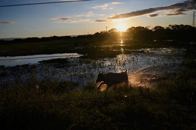 A livestock trots in a flooded area following heavy rain in central Bolivia, in Trinidad, Bolivia, on April 2, 2025. (Photo by Claudia Morales/Reuters)
