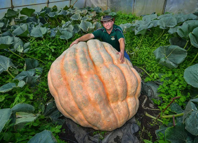 Pumpkin farmer Oliver Langheim, aka “Pumpkin Olli”, shows a pumpkin of around 550 kilograms weight in a greenhouse in his garden in Furstenwalde, Germany, 21 September 2016. The pumpkin grows four to five kilos per day, according to the hobby farmer. The pumpkin has a circumfence of 4.86 metres. A pumpkin weighing championship takes place in Klaistow on the farm of family Buschmann and Winkelmann on 25 September 2016. The winner of last year's championships grew a pumpkin that weighed 709 kilogramms. (Photo by Patrick Pleul/EPA)