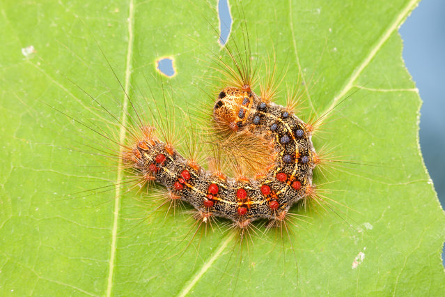 A Gypsy moth caterpillar perches on a partially eaten oak tree leaf, Bear Mountain State Park, Stony Point, US on June 20, 2016. (Photo by Clarence Holmes Wildlife/Alamy Stock Photo)