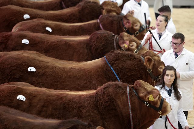 Limousin cattle are judged at the annual Stirling Bull sales on February 06, 2023 in Stirling, Scotland. This is a society sale held under the auspices of the National Beef Association. (Photo by Jeff J. Mitchell/Getty Images)
