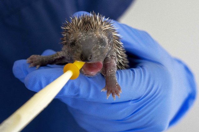 An orphaned baby hedgehog, one of almost 400 being cared for at Tiggywinkles wildlife hospital in Buckinghamshire, UK, is fed with a pipette on August 20, 2025. The hospital, started 40 years ago by a family in their back garden, has treated more than 300,000 animal. (Photo by Jeff Moore)