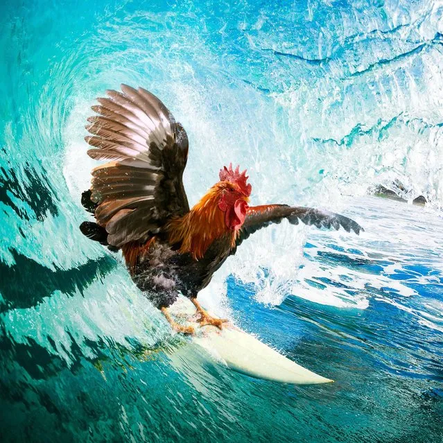 The happy egg co. has released its annual cockerel pin-up calendar: “Nice Pecks” – with an egg-streme sports edition. Taking inspiration from upcoming sporting events and the world of extreme sports, the 2015 calendar stars 12 rad roosters with a penchant for adrenaline highs in a range of high octane sporting scenarios including jumping off slopes, riding gnarly waves and snowboarding. Here: “Nice Pecks” calendar: Surfing. (Photo by The happy egg co.)