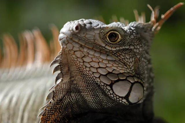 In this Saturday, December 13, 2014 photo, a green Iguana basks in the protected area of Cabezas de San Juan in Fajardo, Puerto Rico. The Cabezas de San Juan nature reserve has seven distinct coastal ecosystems and one of the few bioluminescent bays in the world. (Photo by Ricardo Arduengo/AP Photo)