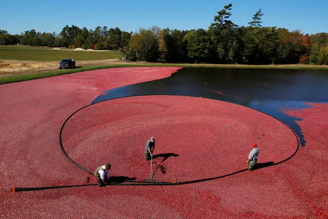 Workers harvest cranberries from one of third-generation farmer Larry Harju's bogs in Carver, Massachusetts, U.S. October 14, 2016. (Photo by Brian Snyder/Reuters)
