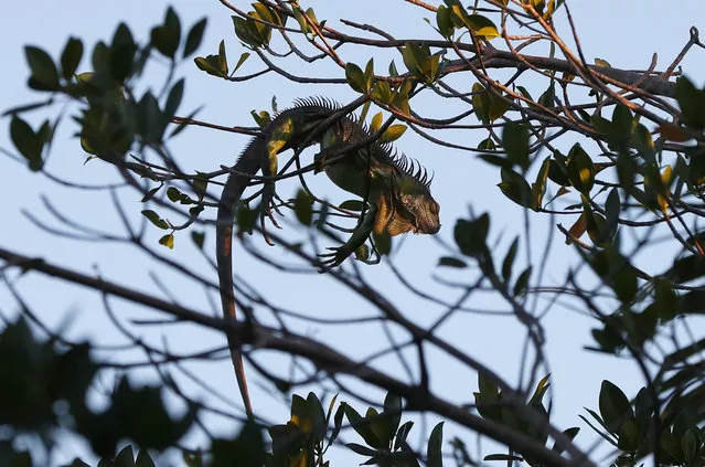 An iguana lies draped on a tree limb as it waits for the sunrise, Wednesday, January 22, 2020, in Surfside, Fla. The National Weather Service Miami posted Tuesday on its official Twitter that residents shouldn't be surprised if they see iguanas falling from trees as lows drop into the 30s and 40s. The low temperatures stun the invasive reptiles, but the iguanas won't necessarily die. That means many will wake up as temperatures rise Wednesday. (Photo by Wilfredo Lee/AP Photo)