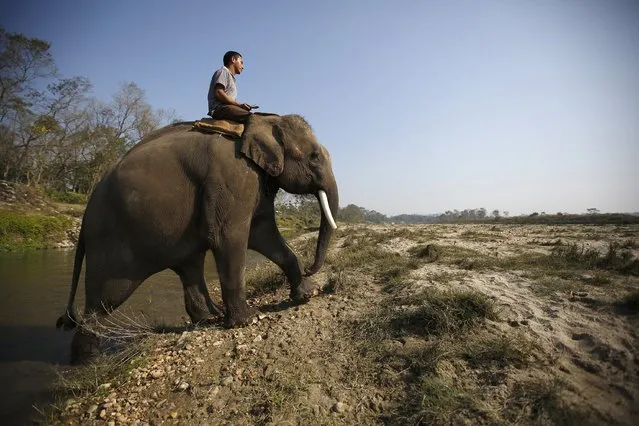 A mahout rides on his elephant as they cross Rapti River while returning from Chitwan National Park ahead of the Elephant festival at Sauraha in Chitwan, south of Kathmandu December 27, 2014. (Photo by Navesh Chitrakar/Reuters)