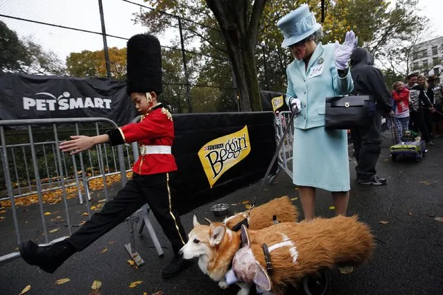 Sylvia Reutens and her son Ben are joined by their Corgi Harry as they march in the Tompkins Square Halloween Dog Parade presented by Purina Beggin' and PetSmart, Saturday, October 22, 2016 in New York. (Photo by Jason DeCrow/Invision for Purina Beggin and PetSmart/AP Images)