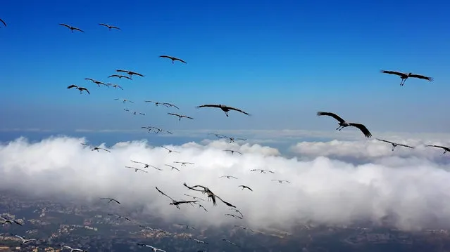 An aerial view shows migrating cranes (grus grus) flying over the Lebanese city of Aley on Mount Lebanon, southeast of the capital Beirut, on October 27, 2020. (Photo by Kameel Rayes/AFP Photo)