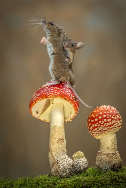 A pair of inquisitive mice climb on fungi and moss in the photographer’s garden near Burnley, Lancashire, UK in the last decade of October 2025. (Photo by Clifford Ferguson/Solent News)