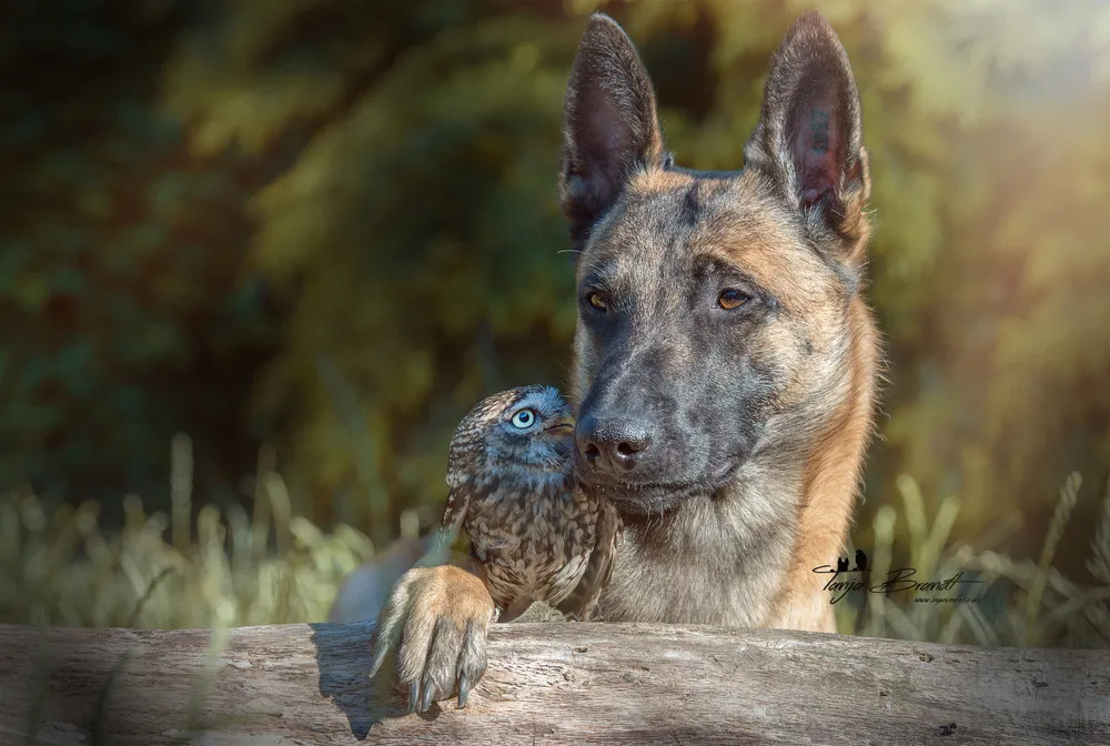 Friendship of a Dog and an Owl
