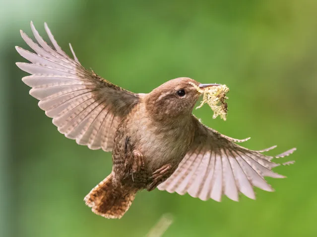 A male wren constructing a nest out of moss and dried leaves as he tries to impress a potential mate in April 2023 in United Kingdom. (Photo by Andrew Fusek-Peters/South West News Service)