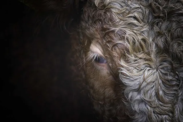 A grass fed yearling on Raymond Palmer's beef cattle farm on January 9, 2015 in Lifford, Ireland. Irish beef has been approved for sale in the United States for the first time in almost 16 years following the lifting of the ban on European beef imports in place since the BSE outbreak in the late 1990s. Ireland is the first European country granted access to the US market. (Photo by Charles McQuillan/Getty Images)