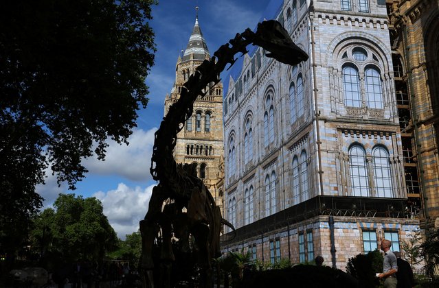 A visitor views a full-size bronze replica of a Diplodocus dinosaur skeleton in the newly completed Nature Discovery Garden at the Natural History Museum in London, Britain on July 16, 2024. (Photo by Toby Melville/Reuters)