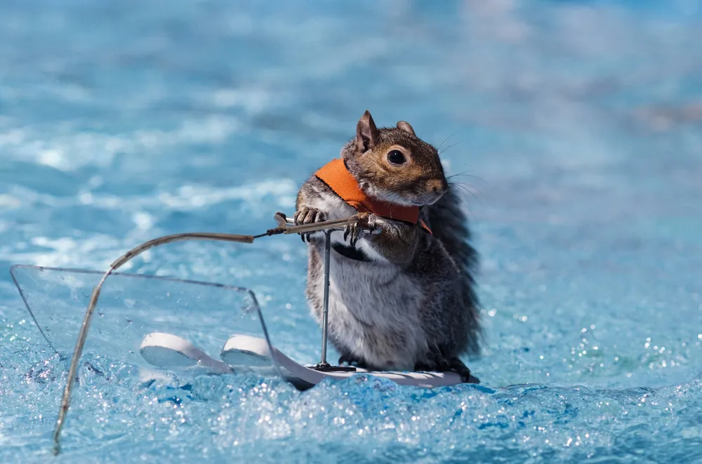 Twiggy the Water Skiing Squirrel