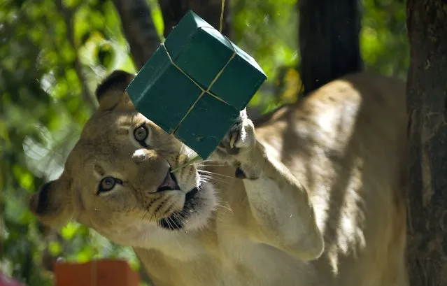 A lion tries to catch a box at the Santa Fe zoo in Medellin, Antioquia department, Colombia on January 10, 2015. The animals received, as gifts, boxes with their favourite foods as part of “Three Kings arrived at the Zoo”. (Photo by Raul Arboleda/AFP Photo)