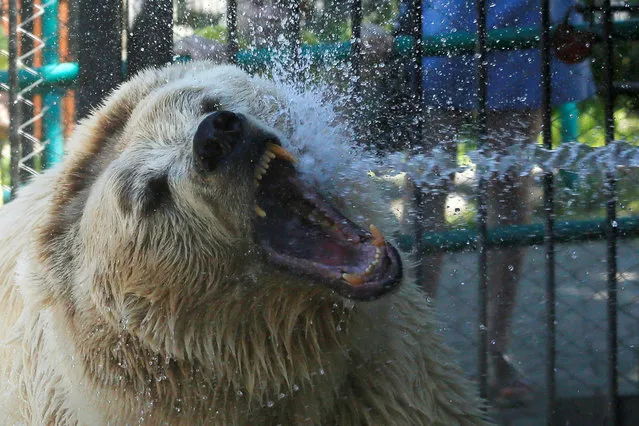Pamir, an 11-year-old Tien Shan White Claw bear, is sprayed with water to cool down on a hot summer day with the air temperature at about 35 degrees Celsius (95 degrees Fahrenheit) at the Royev Ruchey zoo in the suburb of Krasnoyarsk, Russia June 26, 2018. (Photo by Ilya Naymushin/Reuters)