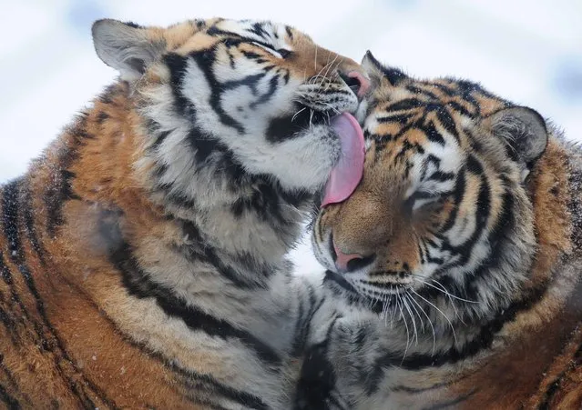 Siberian tigers are seen at the Siberian tiger zoo in Hailin, northeast China's Heilongjiang Province on December 10, 2015. The facility, the world's largest Siberian tigers breeding center, is home to over 1,000 Siberian tigers, among the world's most endangered species. (Photo by Qiang Yong/Xinhua via ZUMA Wire)