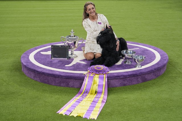 Katie Bernardin and Monty, a Giant Schnauzer, celebrate after winning best in show in the 149th Westminster Kennel Club Dog show, Tuesday, February 11, 2025, in New York. (Photo by Julia Demaree Nikhinson/AP Photo)