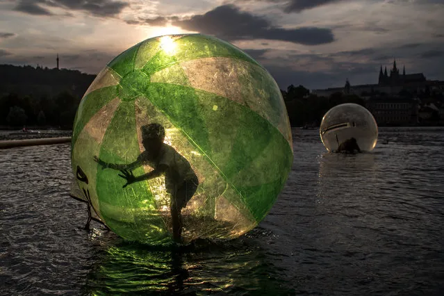 A boy plays or goes zorbing inside a giant plastic ball, called a zorb, during a warm summer's day on the Vltava River in Prague, Czech Republic, 01 August 2018. A current heat wave brings temperatures of about 36 degrees Celsius across Czech Republic and many other parts of Europe. (Photo by Martin Divisek/EPA/EFE)