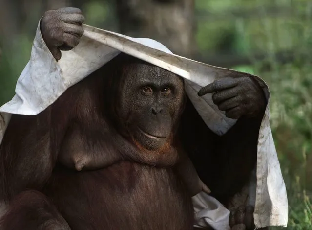 A female orangutan covers her head with a sheet on a warm summer day at Madrid´s zoo on August 4, 2018. Europe sweltered in intense heat with temperatures hitting near-record highs of 46 degrees Celsius (115 degrees Fahrenheit) in Portugal, while elsewhere the high temperatures, exacerbated fires and  melted the asphalt on highways. (Photo by Pierre-Philippe Marcou/AFP Photo)