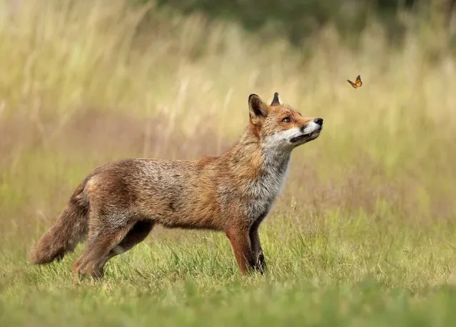 As if pulled from a Disney film, a fox is mesmerised by a butterfly hovering in front of its nose in a field in Taplow, Berkshire, South East England in the second decade of July 2023. (Photo by Ann Aveyard/Animal News Agency)