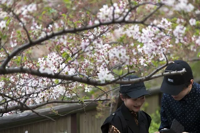 A woman reacts as a man shows a photo of her with cherry blossoms in Tokyo on Thursday, April 1, 2021. (Photo by Hiro Komae/AP Photo)