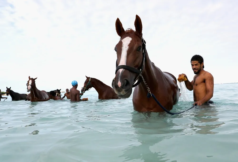 Swimming with Horses