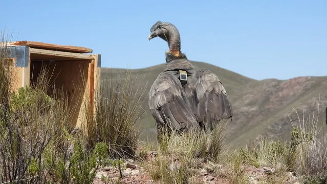 A five-year-old male Andean condor stands next to a crate as it is released into the wild after being nursed back to health, in Champuyo, on the outskirts of La Paz, Bolivia on April 17, 2021. (Photo by Bolivia Environment and Water Ministry/Handout via Reuters)