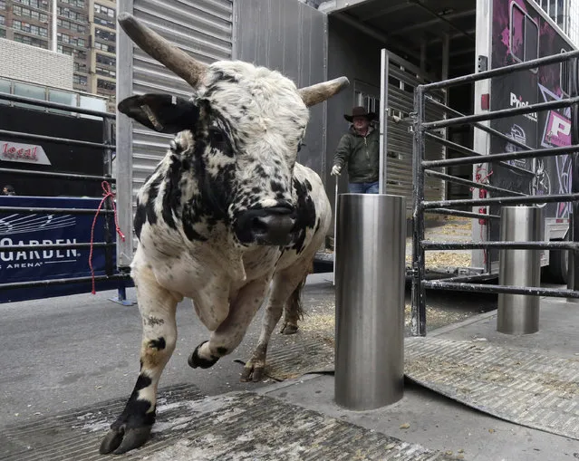 Cujo, one of the bulls for the Buck Off at Madison Square Garden, is unloaded for a weigh in outside the venue, Thursday, January 14, 2016. The Professional Bull Riders are marking their 10th anniversary competing in New York. (Photo by Richard Drew/AP Photo)