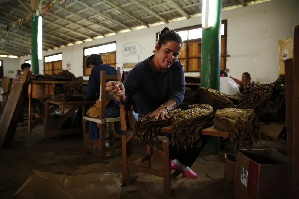 Tobacco Busines in Cuba
