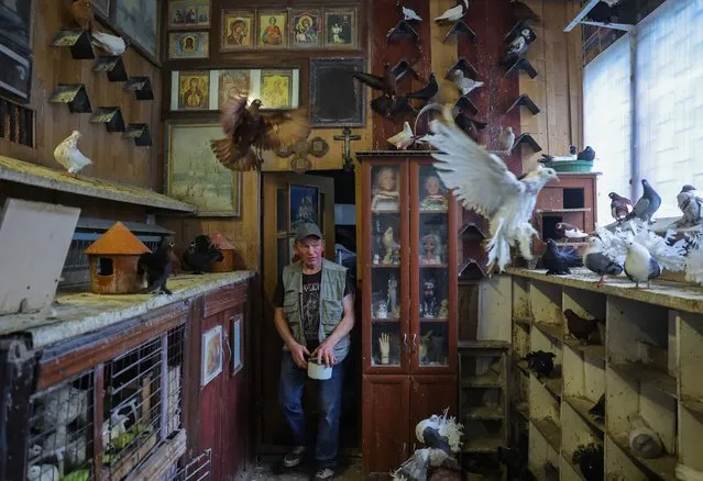 Pigeon fancier Anatoliy Seliverstov, 67, feeds pigeons inside his dovecote in Moscow, Russia on August 1, 2023. Pigeon keeping was once widespread in the Soviet Union and a dovecote could be found in almost every Moscow courtyard. However, the urban landscape of the Russian capital changed a lot since then, pigeon houses decreased in number as breeders, mostly elderly people, face pressure from the authorities with land price being extremely high in Moscow. Still the difficulties do not weaken the resolve of Anatoliy Seliverstov, Vitaliy Yazykov, Yuriy Shmelev and other like-minded pigeon fanciers, who retain their much-loved hobby through life. (Photo by Evgenia Novozhenina/Reuters)