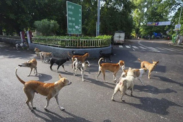 Stray dogs walk across a street in the morning in Prayagraj, India, Sunday, September 10, 2023. (Photo by Rajesh Kumar Singh/AP Photo)