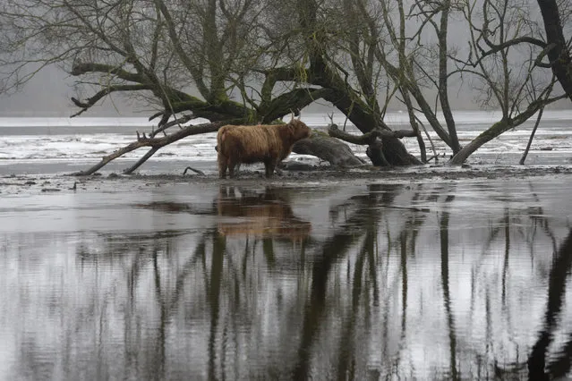 A Highlander stands near a flooded tree in Soomaa national park, Estonia, February 7, 2016. (Photo by Ints Kalnins/Reuters)