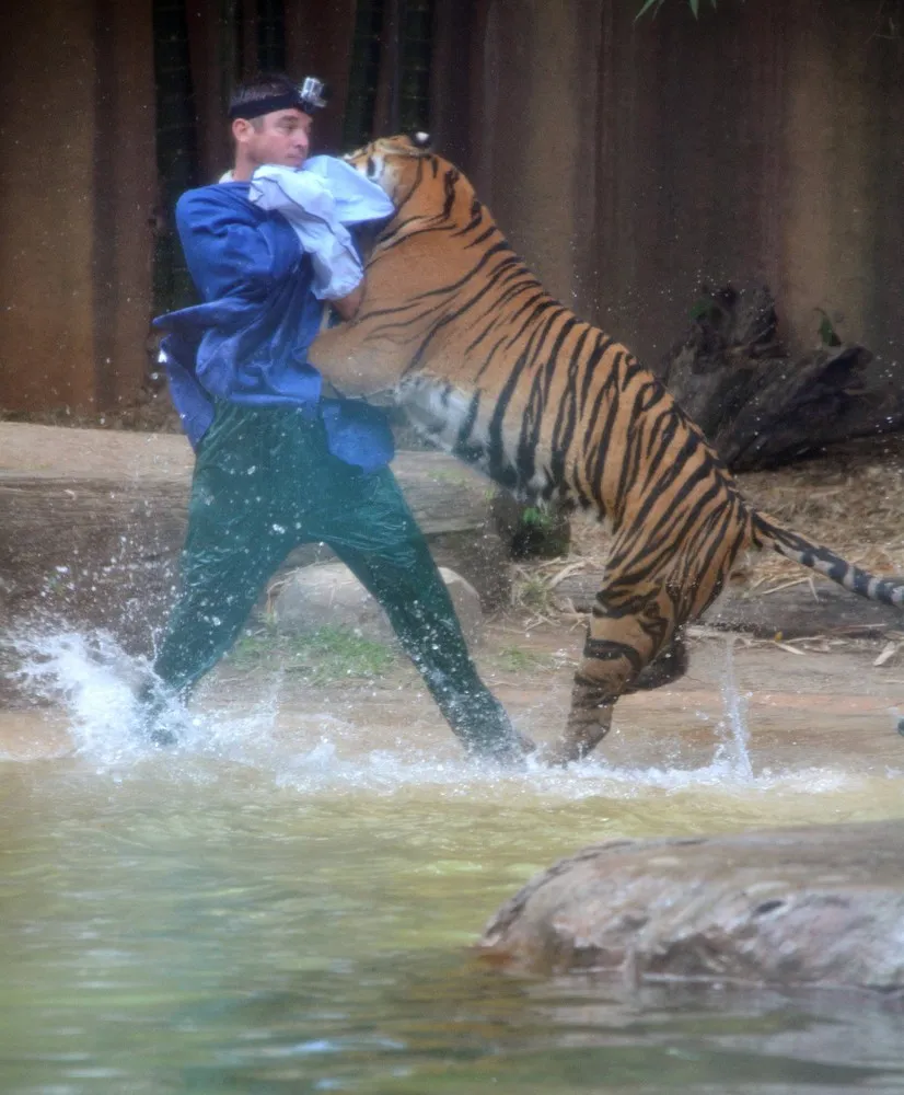 Handler Attacked by Zoo Tiger