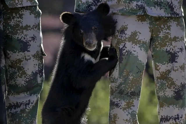 A bear cub leans on a breeder's leg during a rescued animal release event, in Kunming, Yunnan province, April 2, 2015. About 93 wild animals rescued from local markets and restaurants recently by police and animal protection group are being transported to a national park in Puer to be released back to the wild, according to local media. (Photo by Wong Campion/Reuters)