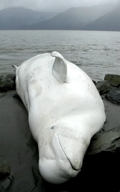 This August 29, 2003, file photo shows one of two beluga whales that washed ashore on a beach south of Anchorage, Alaska. The Cook Inlet beluga whale population was listed as endangered in 2008, and a federal recovery plan released Wednesday, Jan. 4, 2017, calls for a reduction in threats of highest concern, including noise and cumulative factors that may be keeping the population from growing. (Photo by Al Grillo/AP Photo)