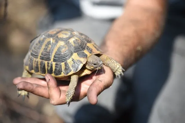 Dominique Guicheteau, scientific director of the 'Plaine des Maures' Nature Reserve holds up a Hermann turtle, which survived the recent forest fires at La Garde-Freinet, in the Var region of southern France on August 20, 2021. In a burned and lunar landscape, volunteers discovered some of the Hermann's turtles, a protected species, burned. But about thirty others were found safe and sound after taking refuge under rocks and were able to be watered. (Photo by Sylvain Thomas/AFP Photo)