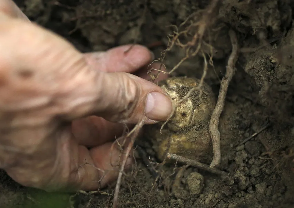 Digging for White Gold – White Truffle Hunting in Italy