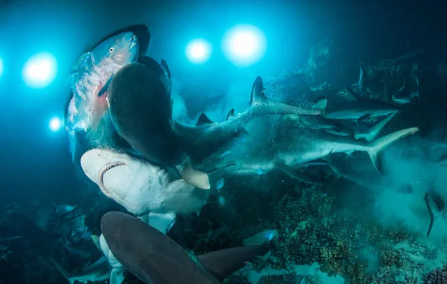 Behaviour category winner. The Gauntlet by Richard Barnden (UK) in Fakarava South Pass, French Polynesia. “The estimated 700 sharks that patrol the mouth of the Fakarava South Pass begin to hunt at night ... This unlucky parrotfish dodged in and out of the patch coral heads looking for somewhere to hide ... In desperation it hurtled straight towards me as I snapped a few passing shots and curled up into a ball as the frenzy of sharks shot past, leaving only but a few falling parrotfish scales behind”. (Photo by Richard Barnden/Underwater Photographer of the Year 2019)