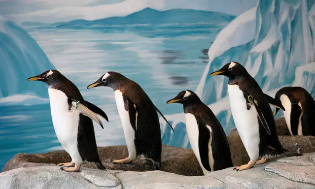 Long-tailed Gentoo Penguins walk in the penguinarium at the Royev Ruchey zoo in Krasnoyarsk, Russia, March 20, 2012. (Photo by Ilya Naymushin/Reuters)