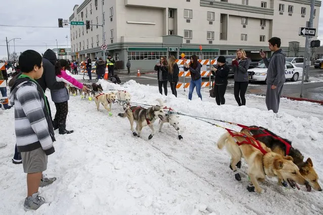 People watch as a team heads out at the ceremonial start of the Iditarod Trail Sled Dog Race to begin their near 1,000-mile (1,600-km) journey through Alaska’s frigid wilderness in downtown Anchorage, Alaska March 5, 2016. (Photo by Nathaniel Wilder/Reuters)