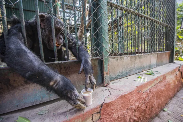 This picture taken on February 20, 2019, shows a monkey drinking tea at Giza Zoo in Cairo. (Photo by Khaled Desouki/AFP Photo)