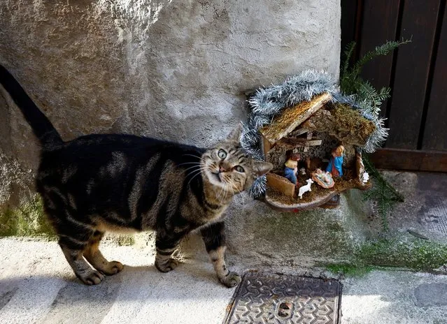 A cat walks past a Nativity scene in the medieval mountain village of Luceram as part of Christmas holiday season, France on December 6, 2022. Luceram presents more than 450 creches (Nativity scenes) during the 25th “Circuit des Creches”. (Photo by Eric Gaillard/Reuters)