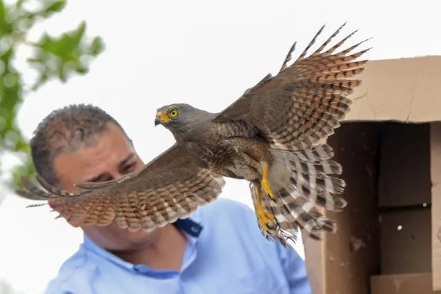 A Rupognis magnirostris is pictured during its release in Quinamayo, department of Valle del Cauca, Colombia, on February 2, 2024. Environmental authorities released two rehabilitated birds of prey during the celebration of Global Wetland Day. (Photo by Joaquín Sarmiento/AFP Photo)