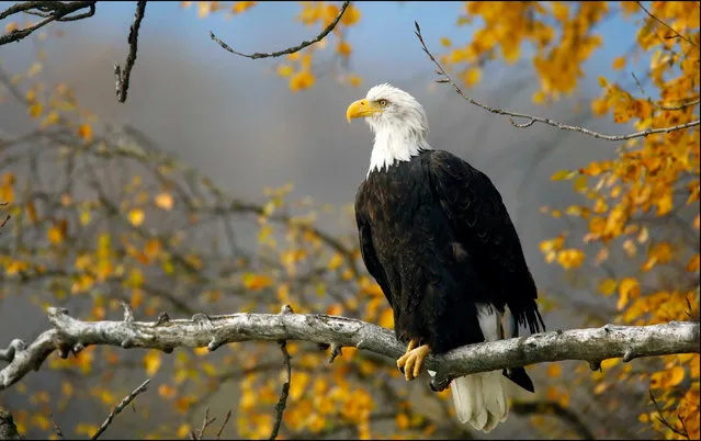 A bald eagle sits in a tree in the Chilkat Bald Eagle Preserve near Haines, Alaska October 8, 2014. (Photo by Bob Strong/Reuters)