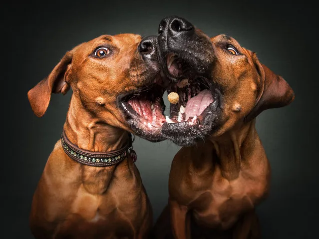 These hounds are ready for a kiss... or make-up over their treats. (Photo by Christian Vieler/Caters News Agency)
