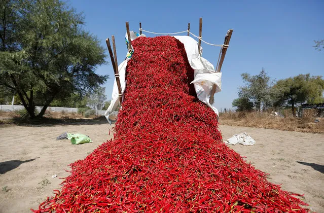 A tractor unloads red chillies at a farm on the outskirts of Ahmedabad, India, February 10, 2017. (Photo by Amit Dave/Reuters)