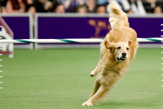 A Golden Retriever takes part in the Masters Agility competition during the 141st Westminster Kennel Club Dog Show in New York City, U.S. February 11, 2017. (Photo by Brendan McDermid/Reuters)