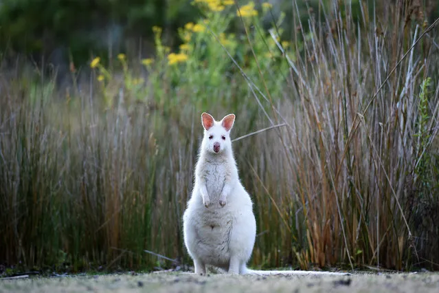 A picture made available on 24 March 2015 shows a rare white Bennett's Wallaby (Macropus Rufogriseus) on South Bruny Island, off the south-east coast of Tasmania, Australia, 22 December 2015. Having few predators on the island, the Albino Wallabies have maintained healthy numbers, yet are one of the rarest fauna found on the island. (Photo by Dave Hunt/EPA)